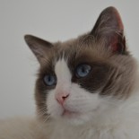 FLOYD - 2 ans - Chatterie Ragdolls du Val de Beauvoir